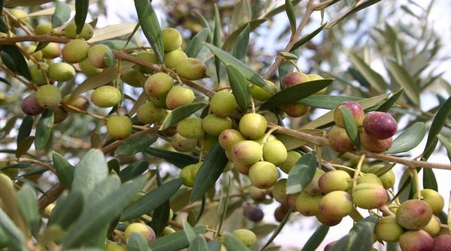 المساحة المزروعة من شجر الزيتون بالمغرب ترتفع بـ 55 في المائة خلال 10 سنوات