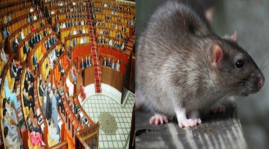 22 شركة تتنافس على محاربة الفئران بمجلس النواب