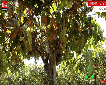 المغرب الأخضر: زووم على تربية الدواجن و عنب منطقة الشراط