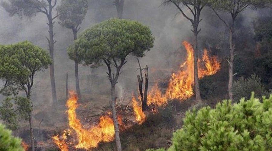 الحرائق تجتاح غابات شفشاون تيلي ماروك