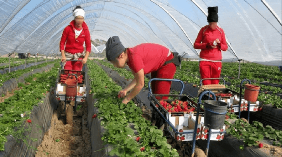 مزارعون إسبان يهددون الفلاحة المغاربة