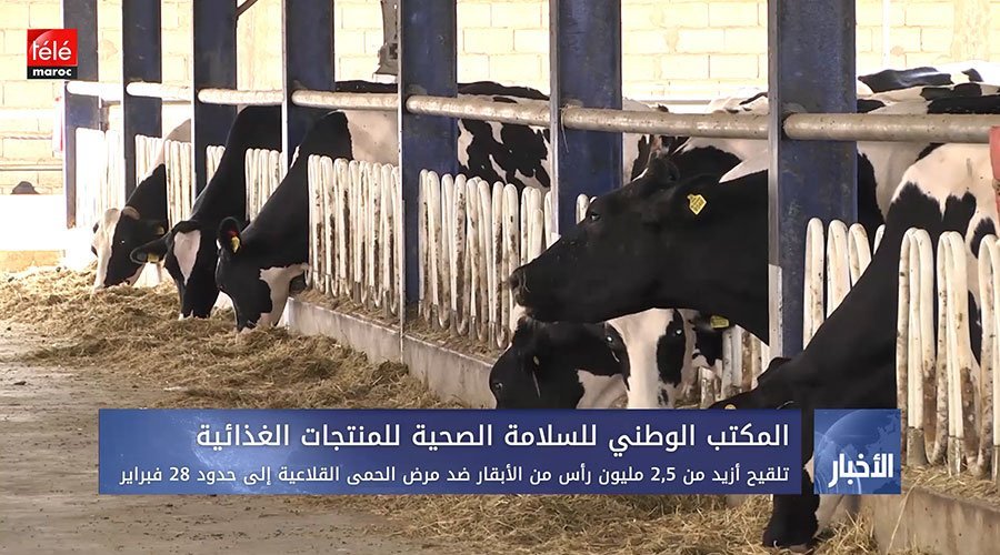 تلقيح أزيد من 5,2 مليون رأس من الأبقار ضد مرض الحمى القلاعية إلى حدود 28 فبراير