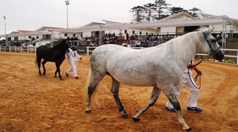 وزارة الفلاحة : أخبار مساعدات الخيول لا أساس لها من الصحة