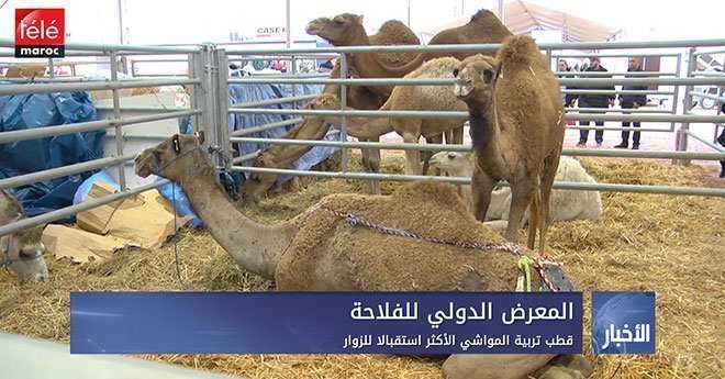 فيديو ..المعرض الدولي للفلاحة : قطب تربية المواشي الأكثر استقبالا للزوار