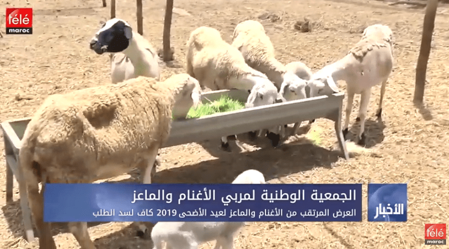 العرض المرتقب من الأغنام والماعز لعيد الأضحى 2019 كاف لسد الطلب