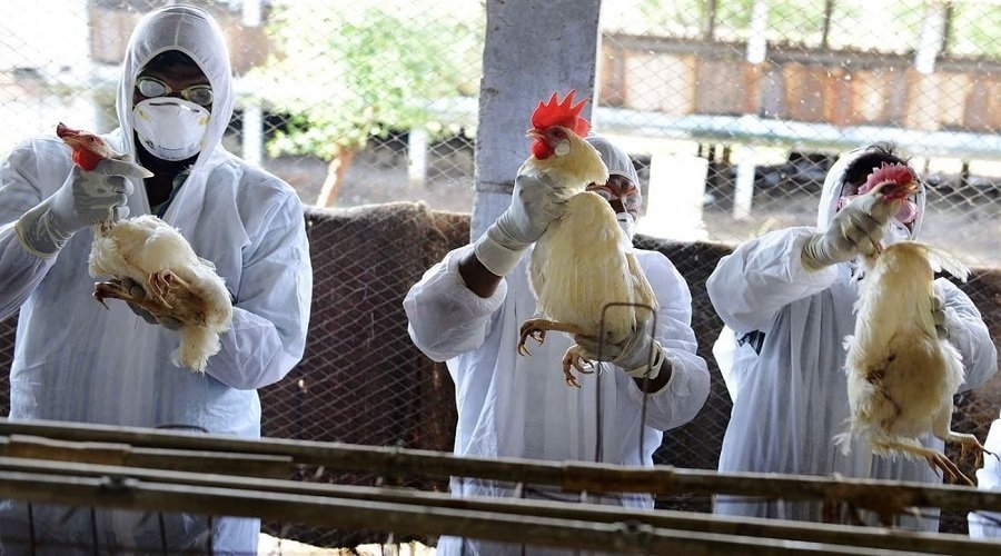 السعودية تبلغ عن تفشي إنفلونزا الطيور