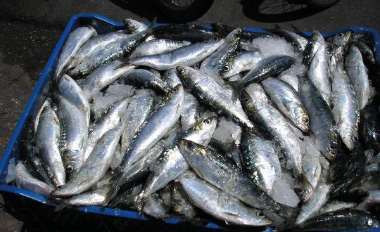 قطاع الصيد البحري يعتمد راحة بيولوجية لأسماك السردين