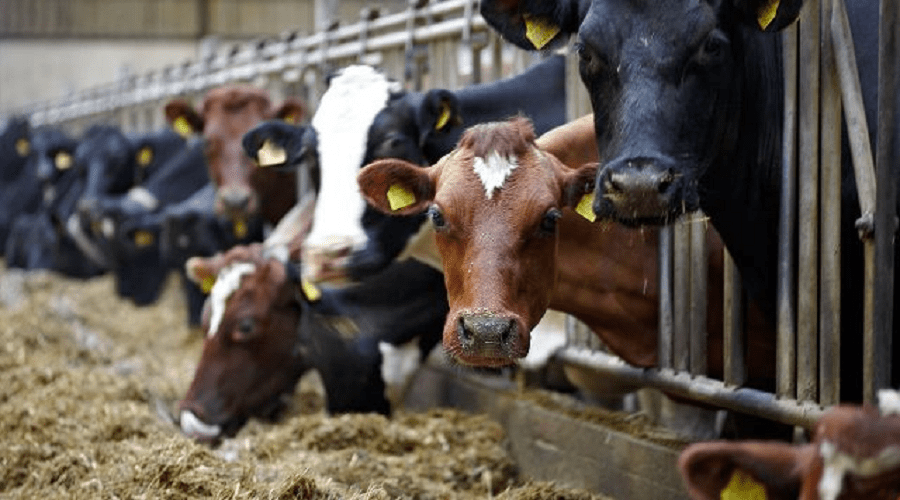 تلقيح أزيد من مليون رأس من الأبقار ضد الحمى القلاعية إلى حدود 6 فبراير