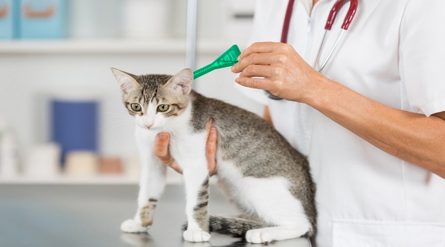 عجيب... دواء للقطط يظهر نتائج فعالة في علاج كورونا
