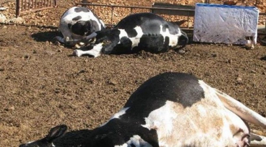 "أونسا" يعوض الفلاحين عن إتلاف 400 رأس من الأبقار و1559 رأسا من الأغنام والماعز