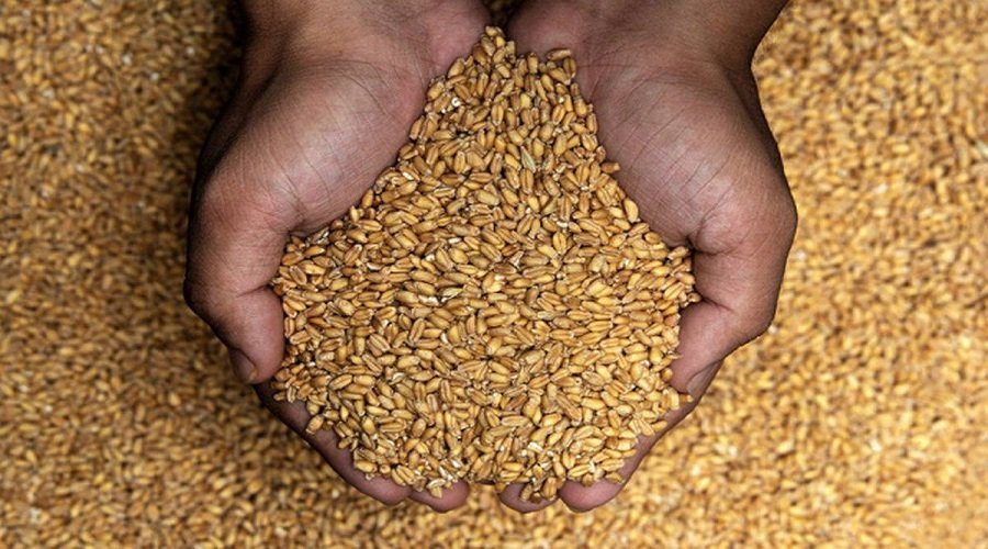 وزارة الفلاحة تعلق رسوم استيراد القمح والقطاني لتخفيض الأسعار
