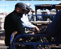 محن الشجرة المباركة وتداعياتها على المواطن المغربي