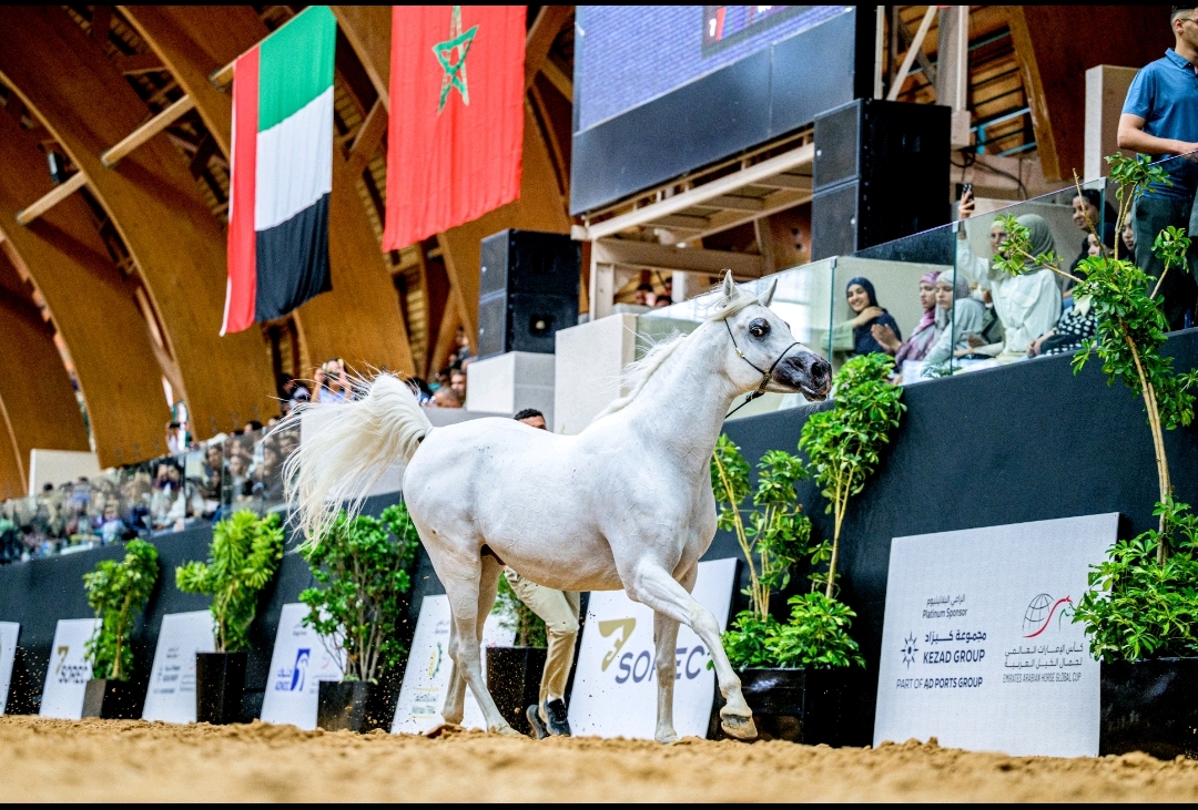 بمشاركة 200 حصان عربي أصيل... الرباط تحتضن كأس الإمارات العالمي لجمال الخيل العربي