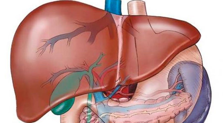 كيف تتخلص من السموم المتجمعة في الكبد