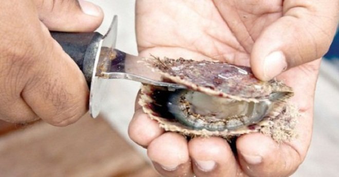 خطير.. صدفيات مسمومة تهدد صحة المواطنين بواد لاو