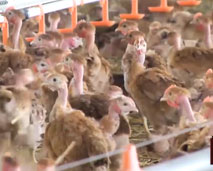 صنع في المغرب: دار لفلوس علامة تجارية تنتج واحدا من أندر أنواع الدجاج في العالم