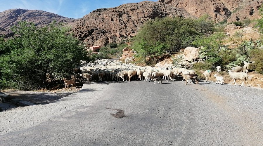 مطالب لوزير الفلاحة بوقف الرعي الجائر باشتوكة