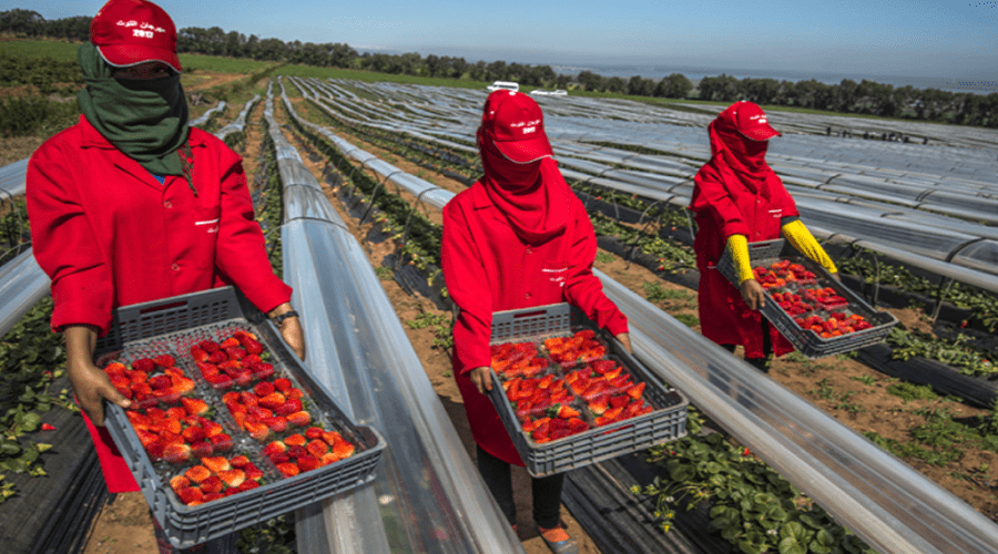 إسبانيا تبحث عن أزيد من 16 ألف عاملة مغربية