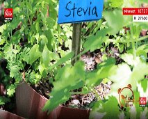 تعرفوا على مزايا ومنافع الـ″ستيفيا″ نبتة تستخدم كبديل طبيعي للسكر