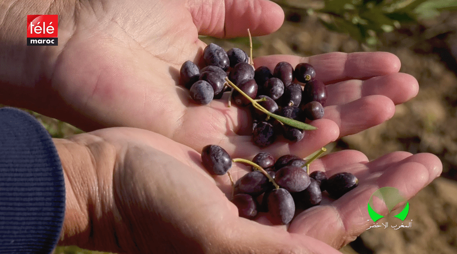 المغرب الأخضر : هكذا ساهم مخطط المغرب الأخضر في زيادة إنتاج وتسويق زيت الزيتون بإقليم الحوز