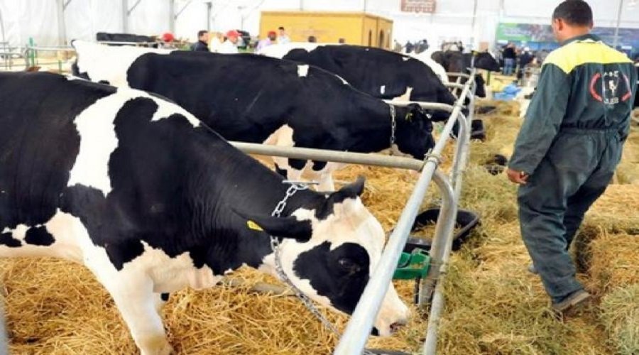 "أونسا" يؤكد تلقيح أزيد من مليون رأس من الأبقار ضد الحمى القلاعية