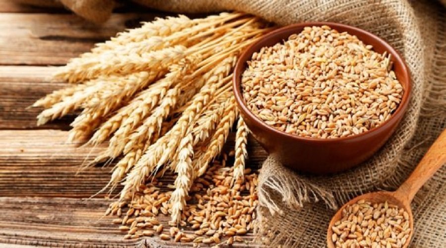 مخزون الحبوب  تمكن من تغطية 5 أشهر من الاحتياجات الوطنية من القمح الطري