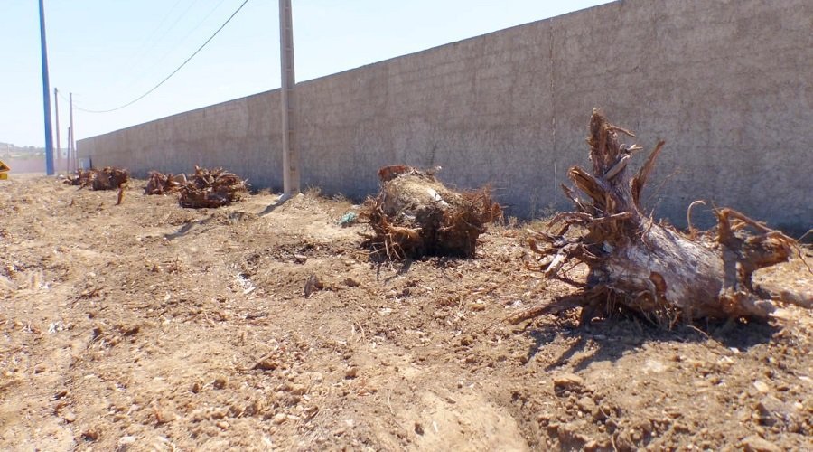 جريمة بيئية بآسفي.. اقتلاع ألف شجرة أوكاليبتوس وإتلاف جذورها