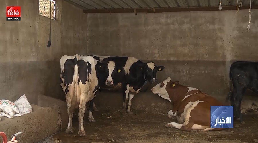 المغرب يلقّح نصف مليون رأس من الأبقار ضد "الحمى القلاعية"