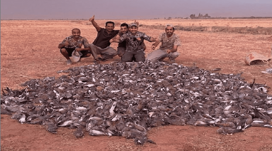 وزارة الفلاحة تؤكد صحة صور القنص الجائر لـ 1400 طائر وهذا ما قررته