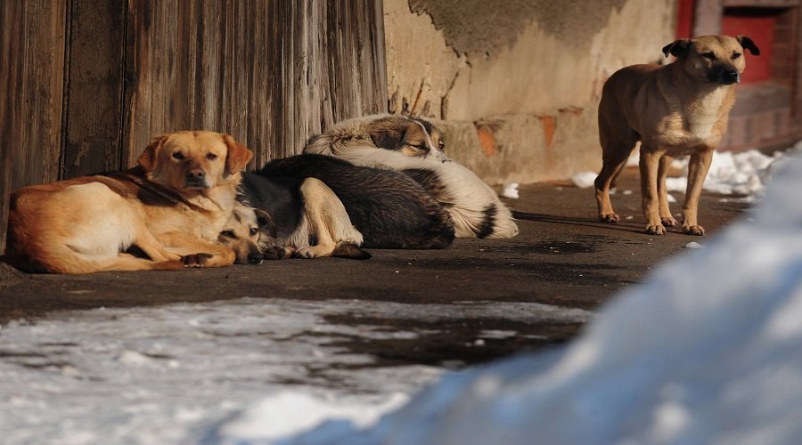 الحكومة تمنع إعدام الكلاب الضالة بالرصاص والمواد السامة