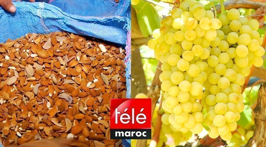 المغرب الأخضر: أسرار زراعة اللوز وكيفية إنتاج الفواكه في ضيعة نموذجية