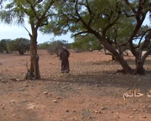 رمز الصمود شجرة الأركان تئن تحت وطأة الجفاف