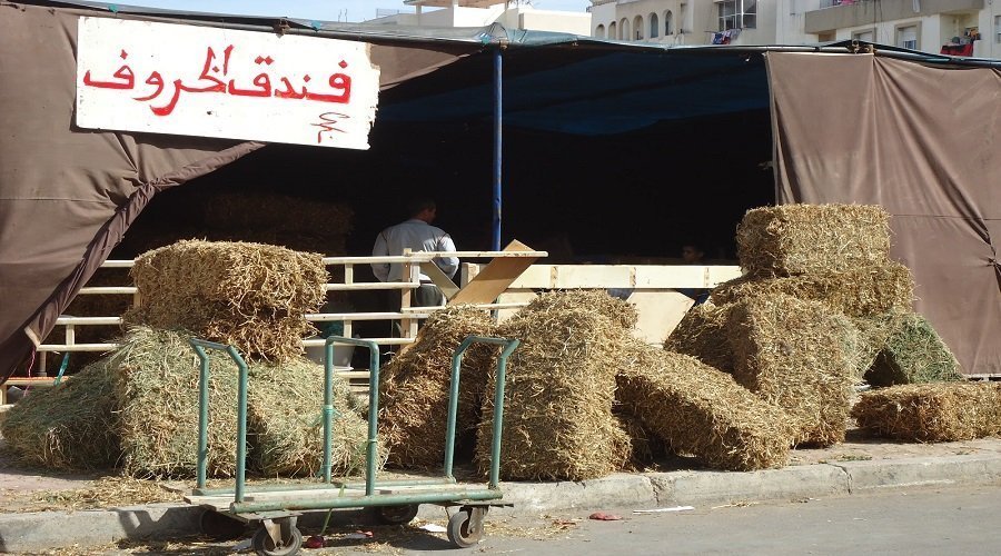 اقتصاد عيد الأضحى... أكثر من 8 ملايير درهم تضخ نحو العالم القروي