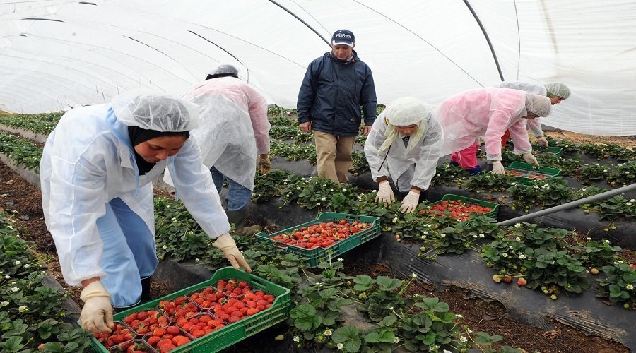 الفواكه الحمراء المغربية تدخل السوق الأمريكية