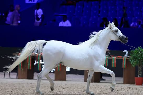 بمشاركة 200 حصان عربي أصيل... الرباط تحتضن كأس الإمارات العالمي لجمال الخيل العربي