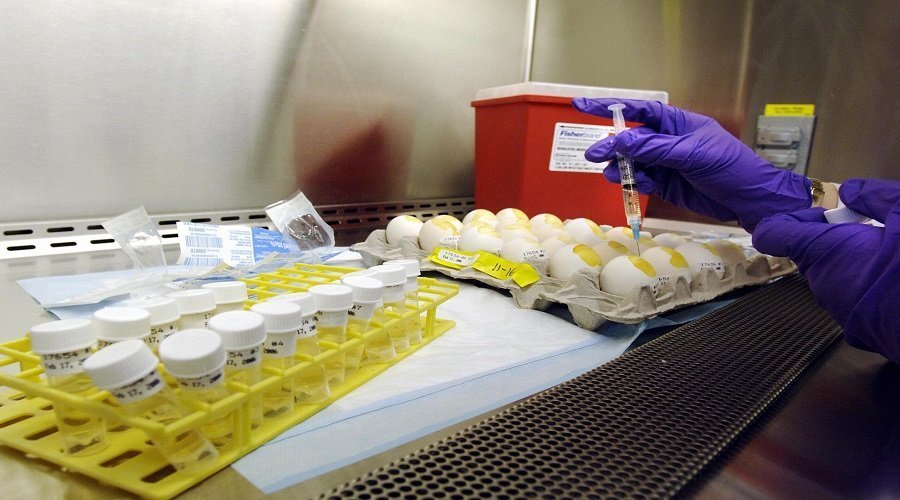 أمريكا تجمع بيض الدجاج في مزارع سرية  لإنتاج لقاح للإنفلونزا