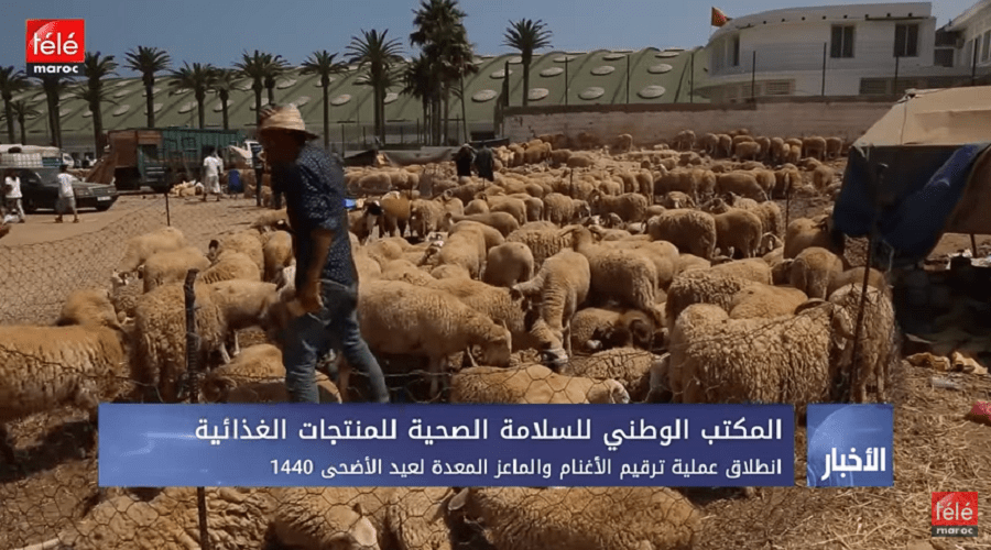 انطلاق عملية ترقيم الأغنام و الماعز المعدة لعيد الأضحى 1440