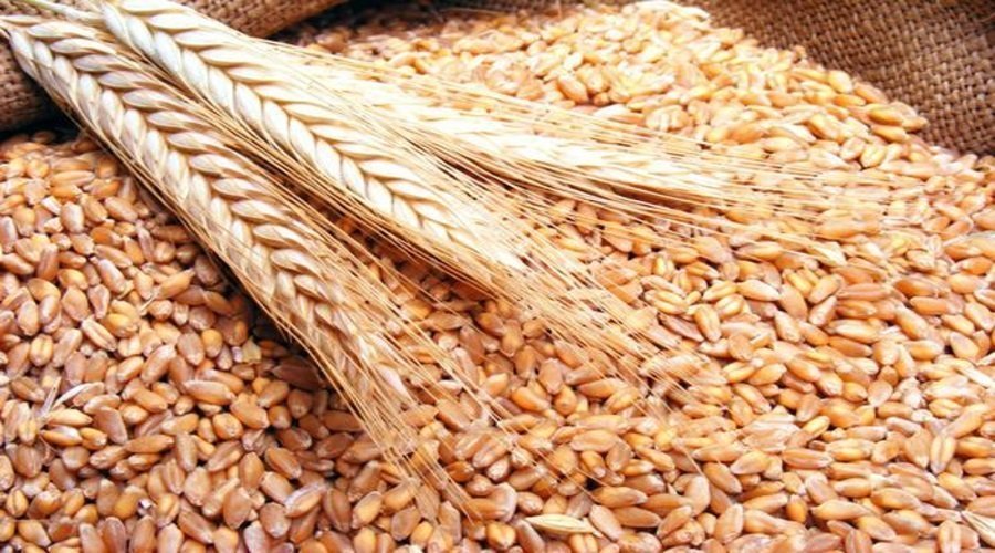 تحديد سعر بيع القمح الطري للمطاحن بـ 280 درهما للقنطار