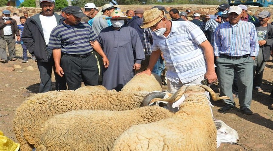 إغلاق 7 أسواق للماشية لعدم التزامها بالإجراءات الصحية المطلوبة