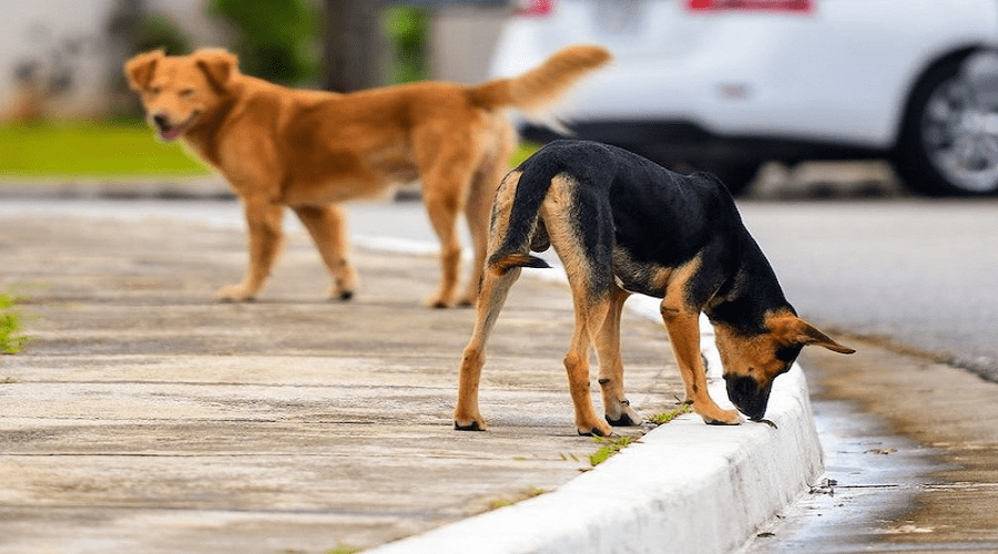 استياء من انتشار الكلاب الضالة بأحياء بوسكورة