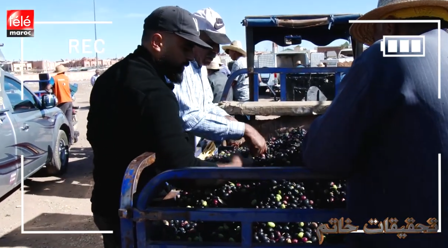 محن الشجرة المباركة وتداعياتها على المواطن المغربي