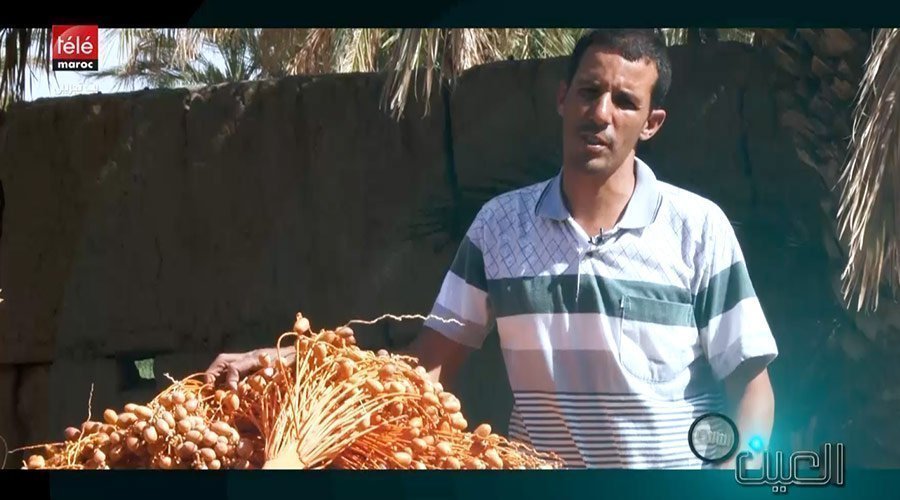 ضيعة لجني التمور بأرفود ترتفع مردودية انتاجها لهذا السبب