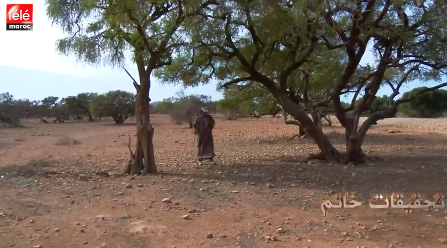 رمز الصمود شجرة الأركان تئن تحت وطأة الجفاف