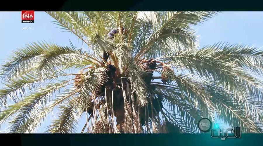 العين الثالثة : أجي نتعرفوا على التقنية الحديثة لجني التمور
