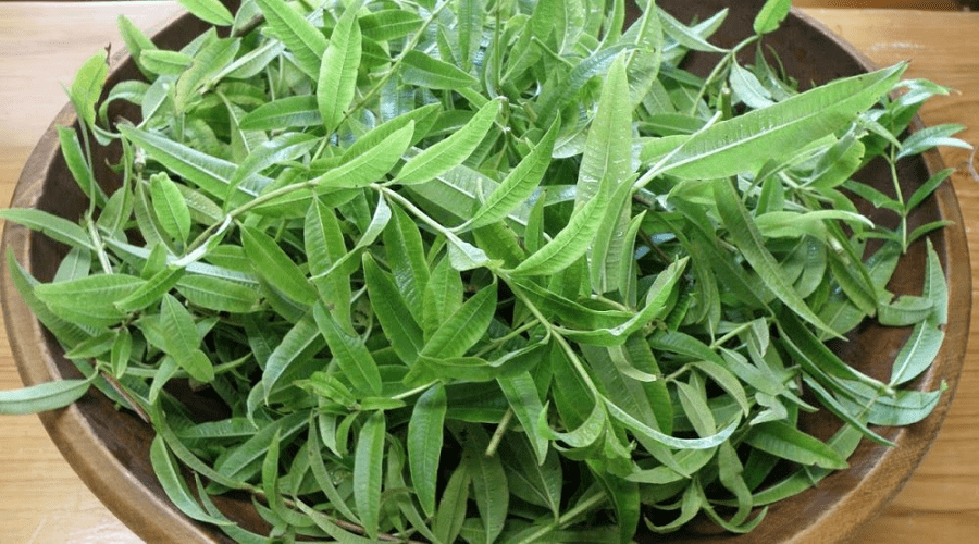 اكتشف المنافع الغذائية والعلاجية لـ "اللويزة"